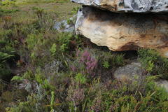 Erica hirtiflora hirtiflora