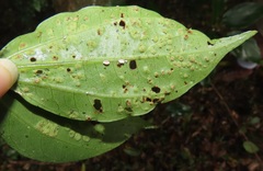 Scepocarpus trinervis