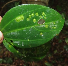 Scepocarpus trinervis