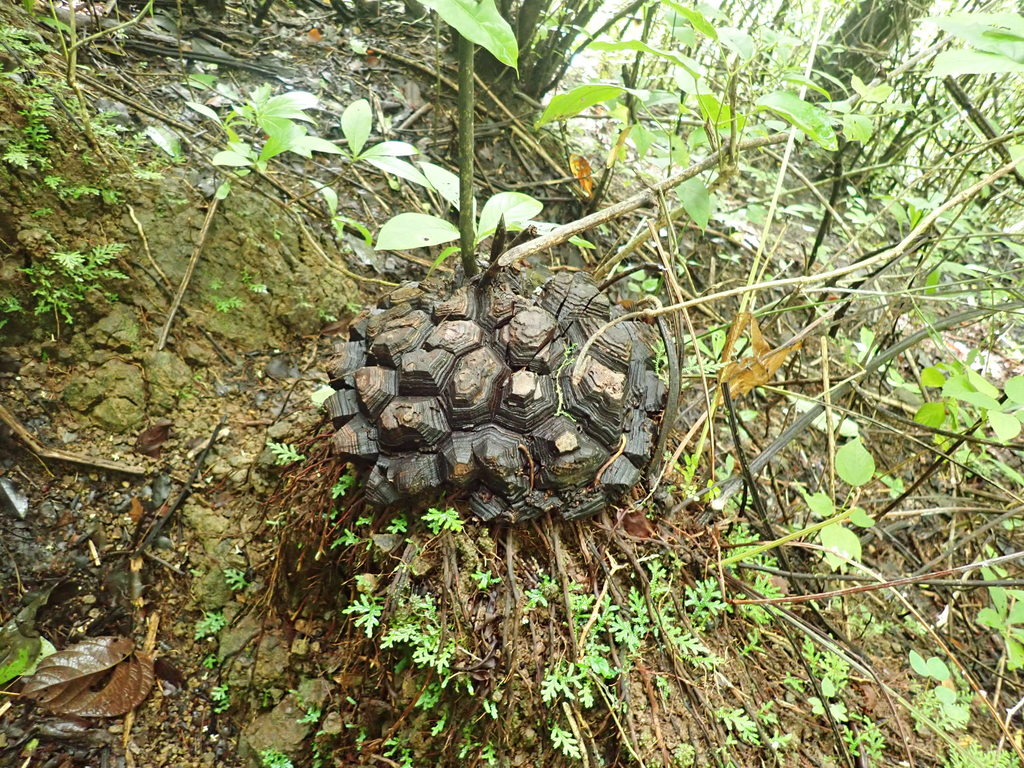 Dioscorea mexicana