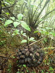 Dioscorea mexicana
