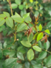 Episyrphus balteatus