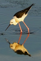 Himantopus himantopus