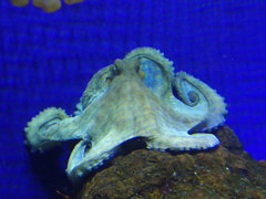 Octopus vulgaris