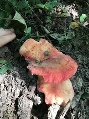 Russula pulchra