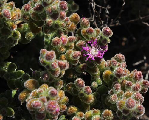 Drosanthemum brevifolium · iNaturalist