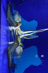Octopus vulgaris
