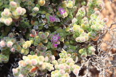 Drosanthemum brevifolium