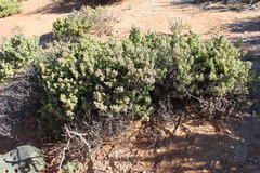 Drosanthemum brevifolium