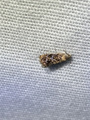 Grapholita prunivora