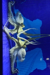 Octopus vulgaris