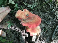 Russula pulchra