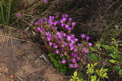 Lampranthus emarginatus