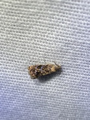 Grapholita prunivora