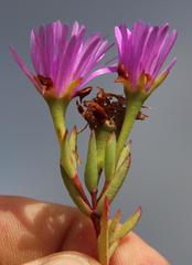 Lampranthus emarginatus
