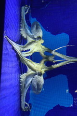 Octopus vulgaris