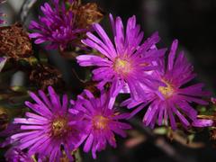 Lampranthus emarginatus