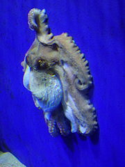 Octopus vulgaris