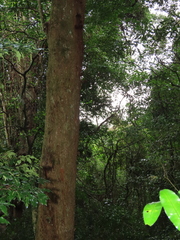 Margaritaria discoidea