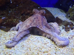 Octopus vulgaris