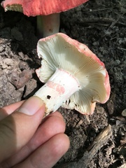 Russula pulchra