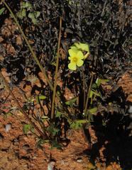 Oxalis pes-caprae pes-caprae