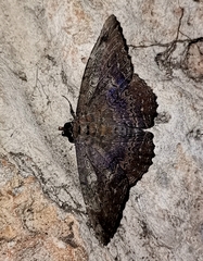 Feigeria scops