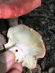 Russula pulchra