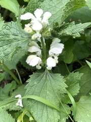 Lamium album