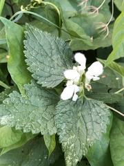 Lamium album
