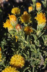 Pteronia villosa