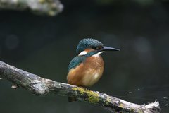 Alcedo atthis