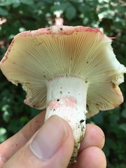 Russula pulchra