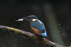 Alcedo atthis