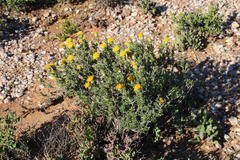 Pteronia villosa