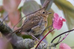 Erithacus rubecula