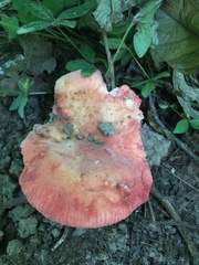 Russula pulchra