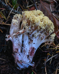 Ramaria rubiginosa