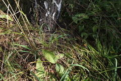 Melica nutans