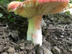 Russula pulchra