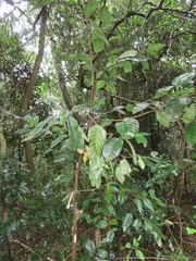 Cassipourea gummiflua