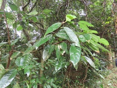 Cassipourea gummiflua