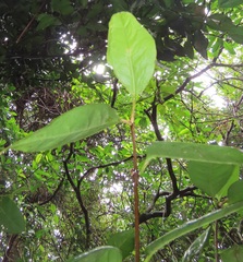 Cassipourea gummiflua