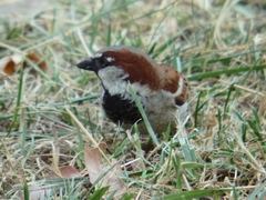 Passer domesticus