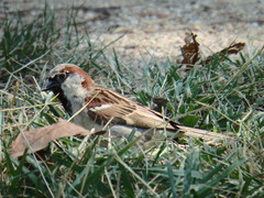 Passer domesticus