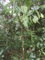 Cassipourea gummiflua