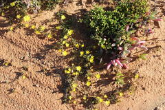 Rhynchopsidium pumilum