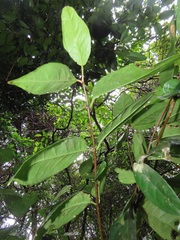 Cassipourea gummiflua