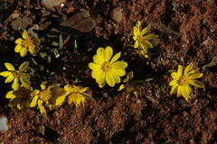 Rhynchopsidium pumilum