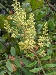 Rhus copallina image